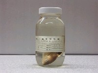 藏品(雲紋海豬魚)的圖片